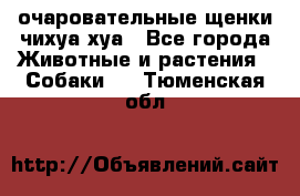 очаровательные щенки чихуа-хуа - Все города Животные и растения » Собаки   . Тюменская обл.